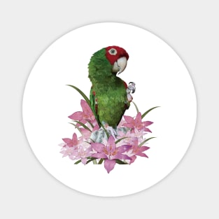 Red-masked Parakeet Magnet